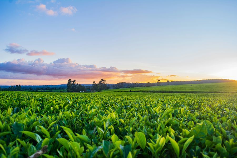 Agricultural field at sunrise
